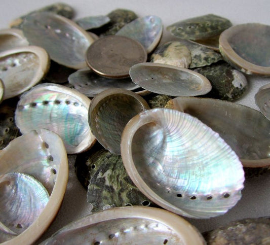 Abalone Shell small